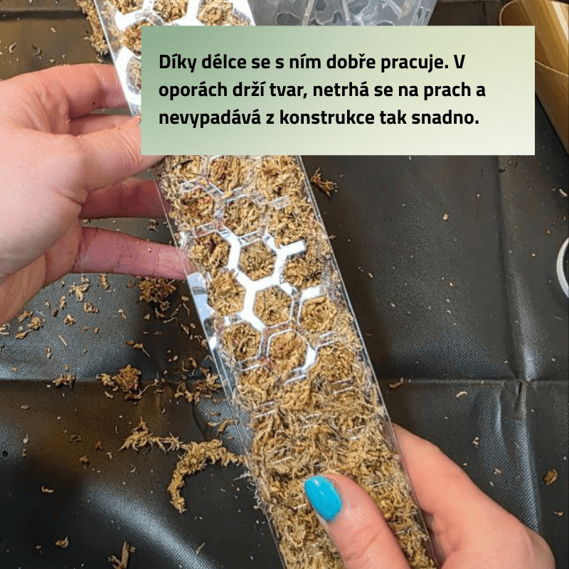 Mech - rašeliník